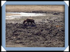 Notre premi�re Hy�nne de l'aventure!!( kruger National Park )